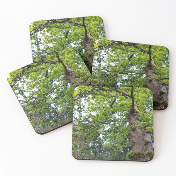 Item preview, Looking up at a Oak Tree designed and sold by Blissfully-MK.