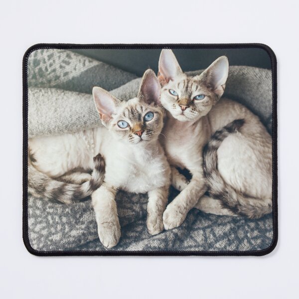 Item preview, Two cute Devon Rex kittens laying down together designed and sold by igvee.