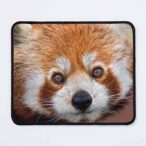 Item preview, Bandit designed and sold by Krys Bailey.