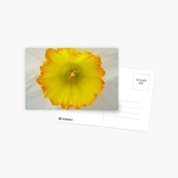 Upclose & Personal Postcard