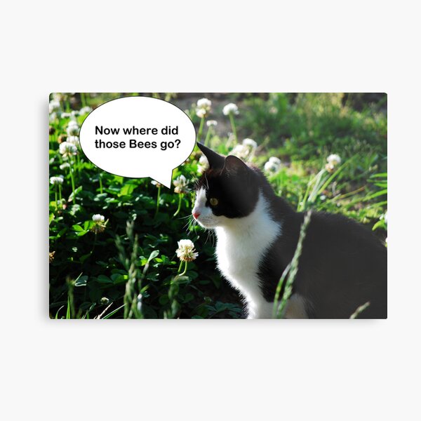 Where have the Bees gone? Metal Print