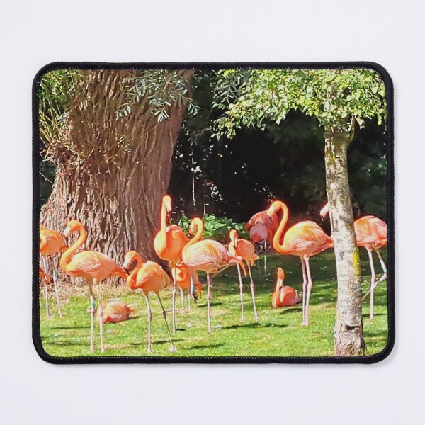 Item preview, Caribbean Flamingoes at Birdland, Bourton on the Water designed and sold by images4design.