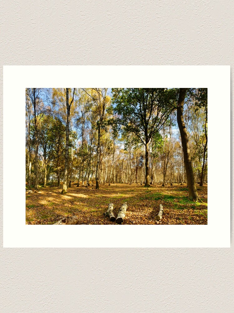 Thumbnail 1 of 3, Art Print, Autumn Glade, Skipwith Common designed and sold by sjbowen.