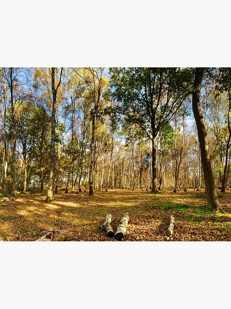 Thumbnail 3 of 3, Art Print, Autumn Glade, Skipwith Common designed and sold by sjbowen.