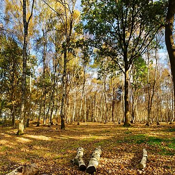 Artwork thumbnail, Autumn Glade, Skipwith Common by Simon Bowen