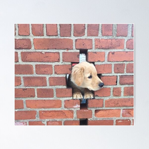 Item preview, Dog in the Wall designed and sold by PFCpatrickC.
