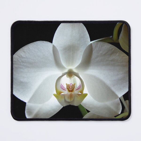 Item preview, Alluring Orchid designed and sold by Kathilee.