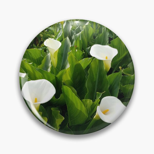 Item preview, Arum Lilies in bloom designed and sold by Blissfully-MK.