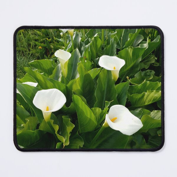 Item preview, Arum Lilies in bloom designed and sold by Blissfully-MK.
