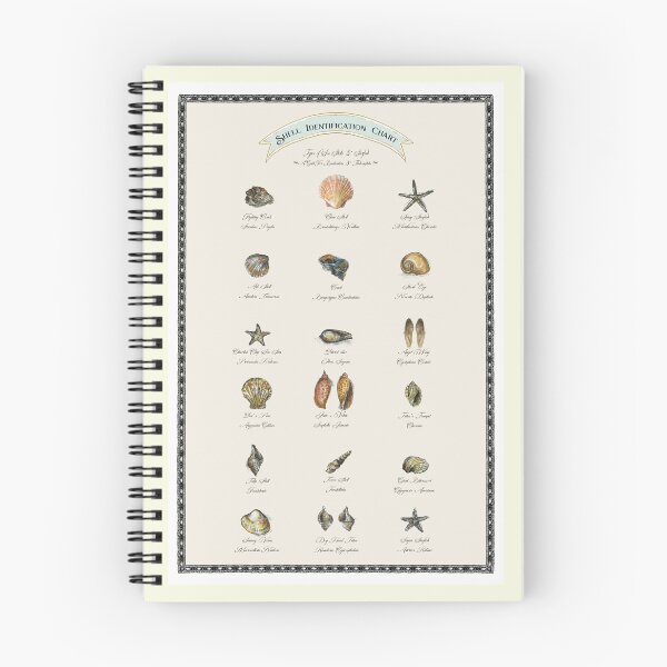 Item preview, Shell Identification Chart. designed and sold by FanitsaArt.
