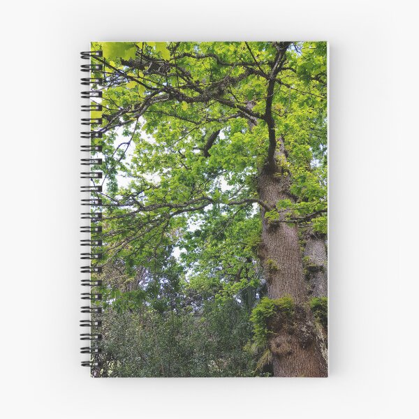 Item preview, Looking up at a Oak Tree designed and sold by Blissfully-MK.