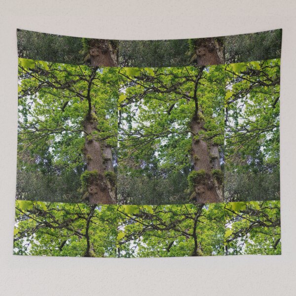 Item preview, Looking up at a Oak Tree designed and sold by Blissfully-MK.