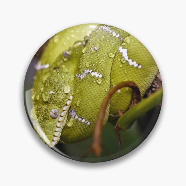 Item preview, Green Tree Python  designed and sold by Mothboybrown.