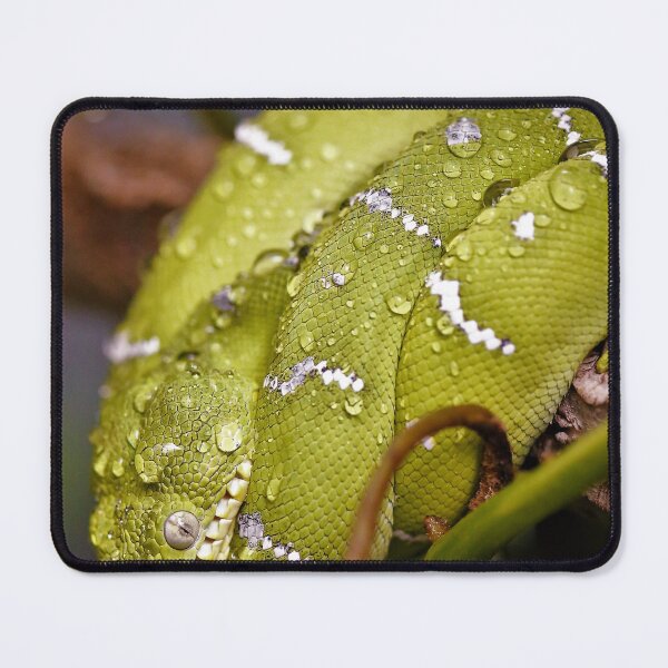 Item preview, Green Tree Python  designed and sold by Mothboybrown.