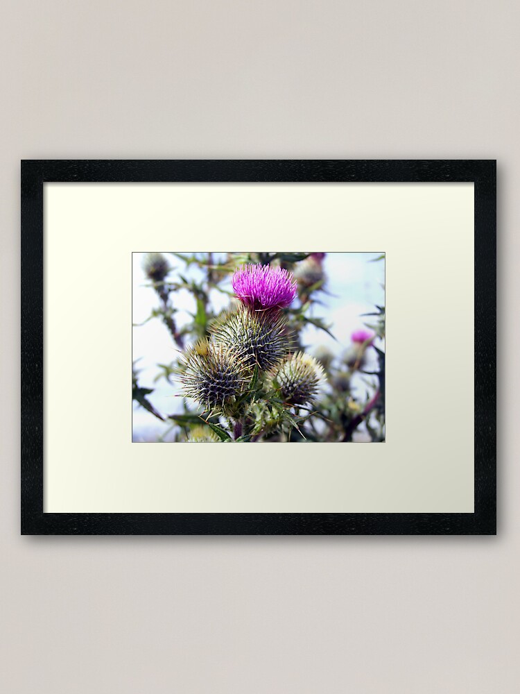 Alternate view of Thistle Framed Art Print
