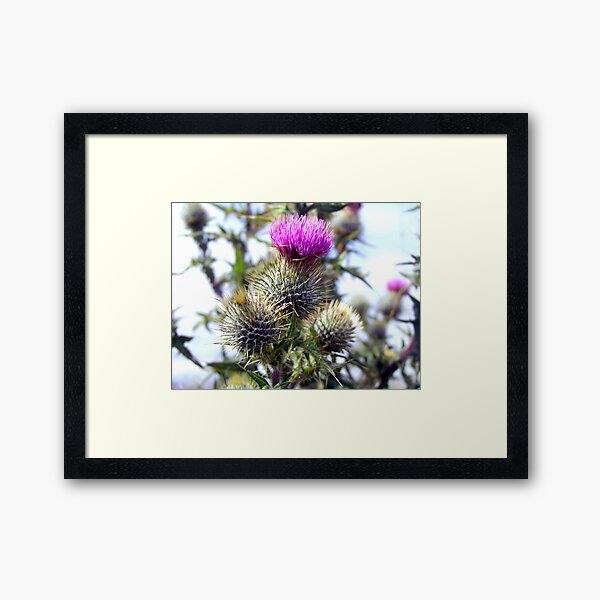 Thistle Framed Art Print