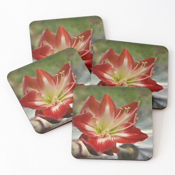 Item preview, Candy-cane Amaryllis designed and sold by KateMcCSeattle.