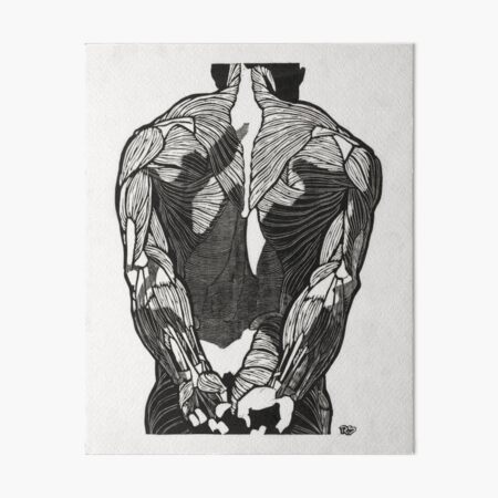 Female muscular system, back view. Art Board Print for Sale by