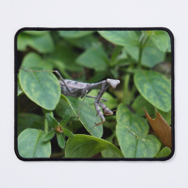 Item preview, Peaking Mantis designed and sold by TheeForestFox Shop.