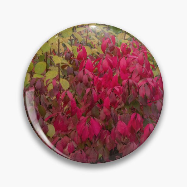 Item preview, Framed Burning Bush designed and sold by Gerda Grice Photography.