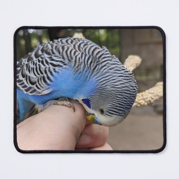 Item preview, Biting Budgerigar designed and sold by TheRealDanniX.