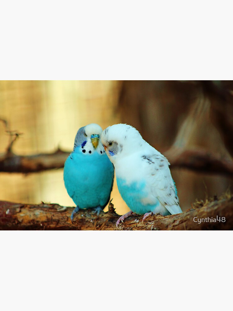 Lovely Pair Of Budgies by Cynthia48