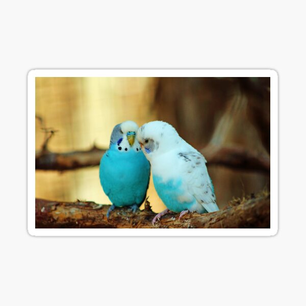 Lovely Pair Of Budgies Sticker