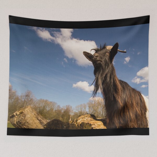 Aperçu de l'œuvre Goat farm - Funny goat - black goat créée et vendue par animal-animal.