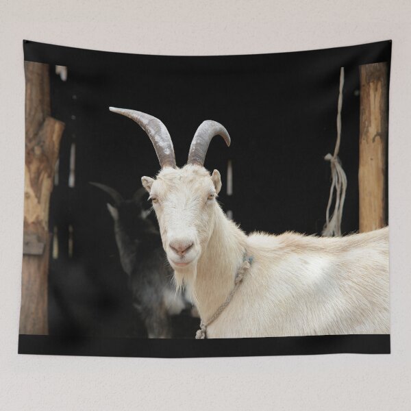 Aperçu de l'œuvre Goat farm - Funny goat - white goat créée et vendue par animal-animal.