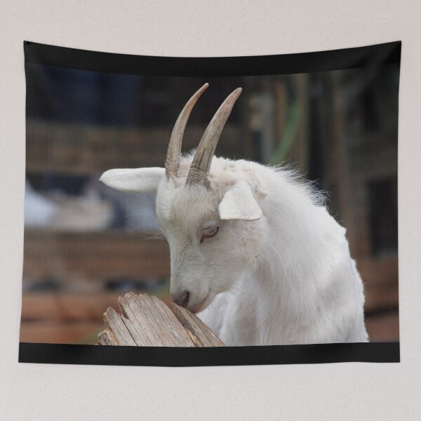 Aperçu de l'œuvre Goat farm - Funny goat - white goat créée et vendue par animal-animal.