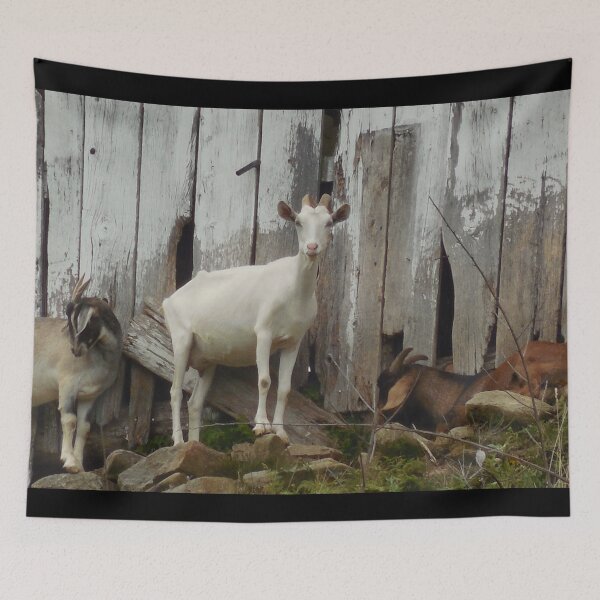 Aperçu de l'œuvre Goat farm - Funny goat - White goat créée et vendue par animal-animal.