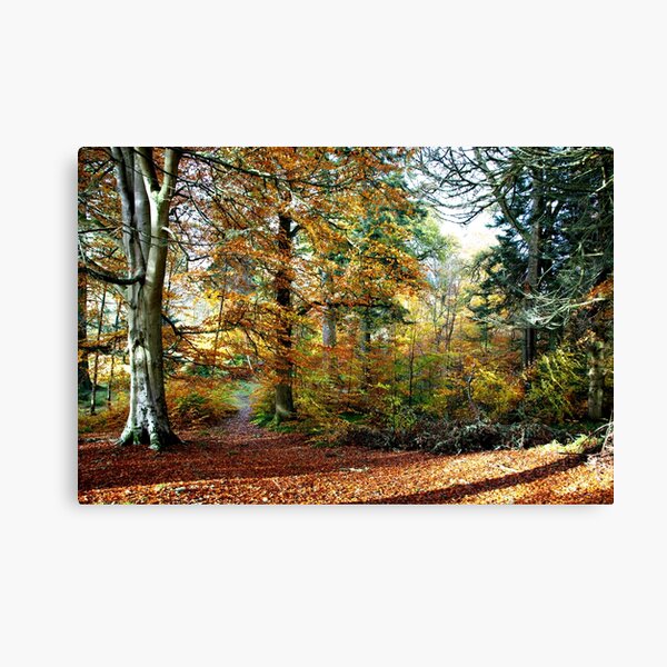 Amongst The Memories Canvas Print