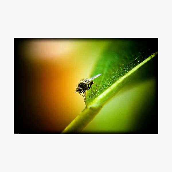 Item preview, Baby Fly designed and sold by David Petranker.