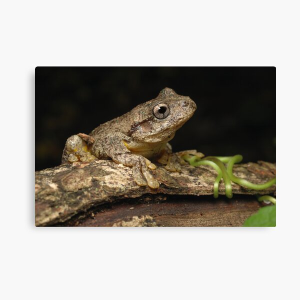 Peron's Tree Frog Canvas Print
