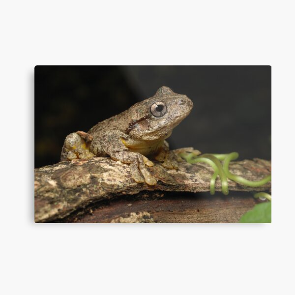Peron's Tree Frog Metal Print