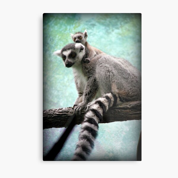 St Louis Zoo Gifts & Merchandise | Redbubble