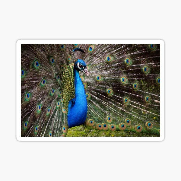 Peacock Sticker