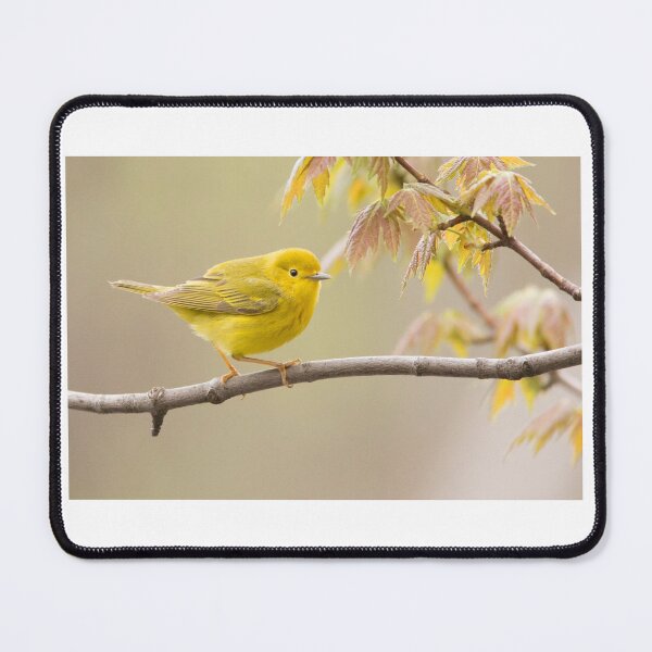 Item preview, Yellow Warbler  designed and sold by MIRCEA COSTINA.