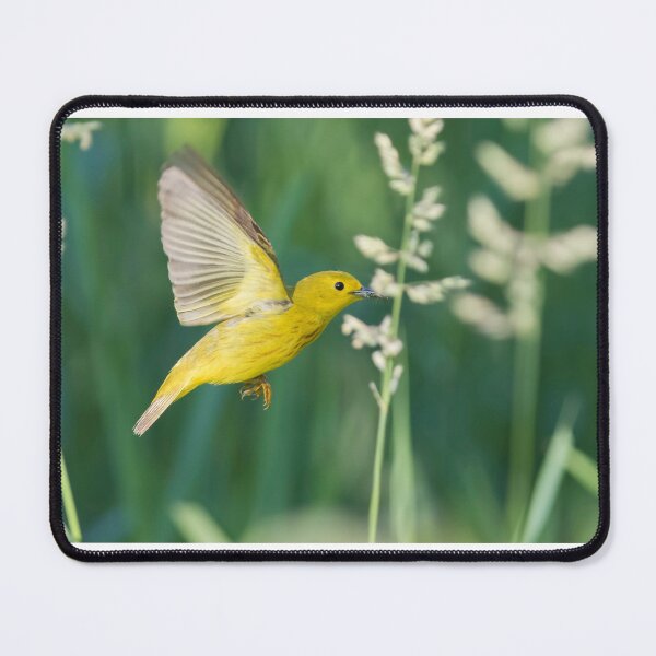 Item preview, Yellow Warbler feeding in flight designed and sold by MIRCEA COSTINA.