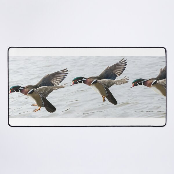 Item preview, Wood Duck Panorama designed and sold by MIRCEA COSTINA.