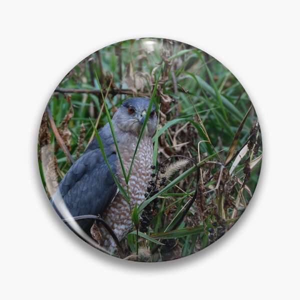 Item preview, Cooper’s Hawk in the Wild designed and sold by Derek Steckert.