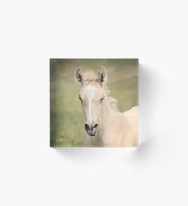 Palomino Colt 6 Acrylic Block