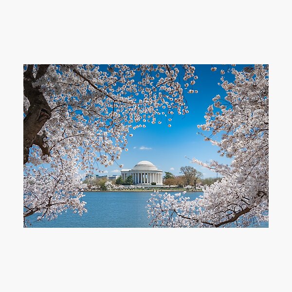 Item preview, Jefferson Memorial Framed in Cherry Blossoms designed and sold by Leslie Banks.