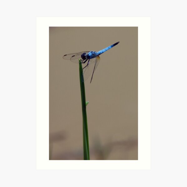The Blue Warrior Art Print