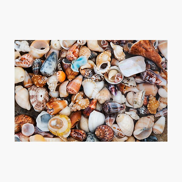 Item preview, Surf Coast Shells designed and sold by Darryl Fowler.
