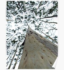 Towering Candlebark - Sinclair's Gully Poster