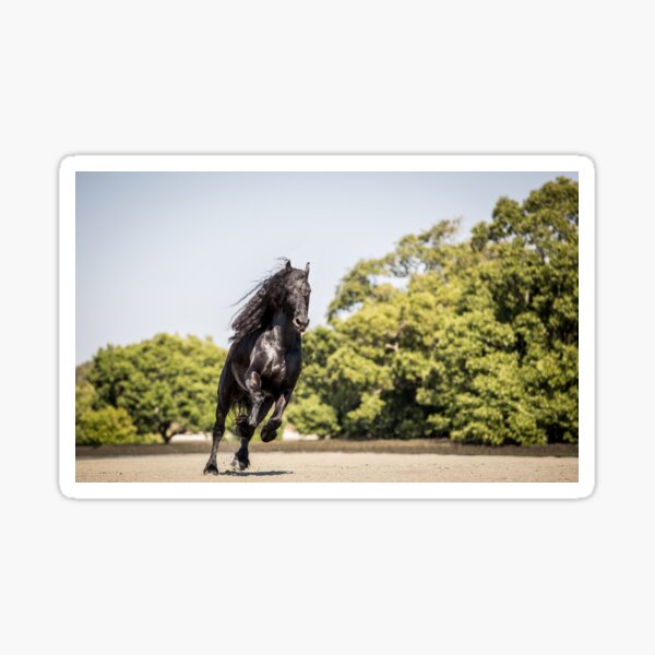 Item preview, Wild Freisian Stallion designed and sold by EMcleanphotos.