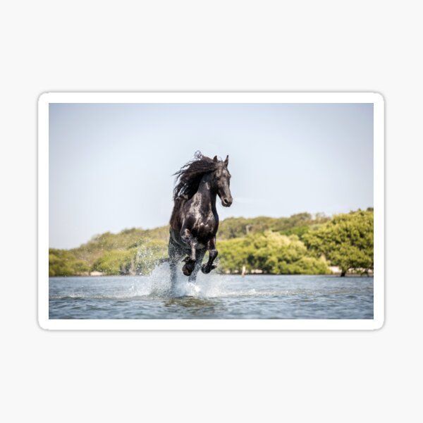 Item preview, Water Stallion designed and sold by EMcleanphotos.