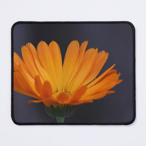 Item preview, Calendula designed and sold by Kim Chi Thai.