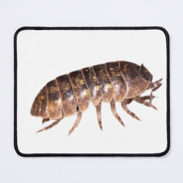 Item preview, Roly Poly Isopod designed and sold by Melon Designs All.